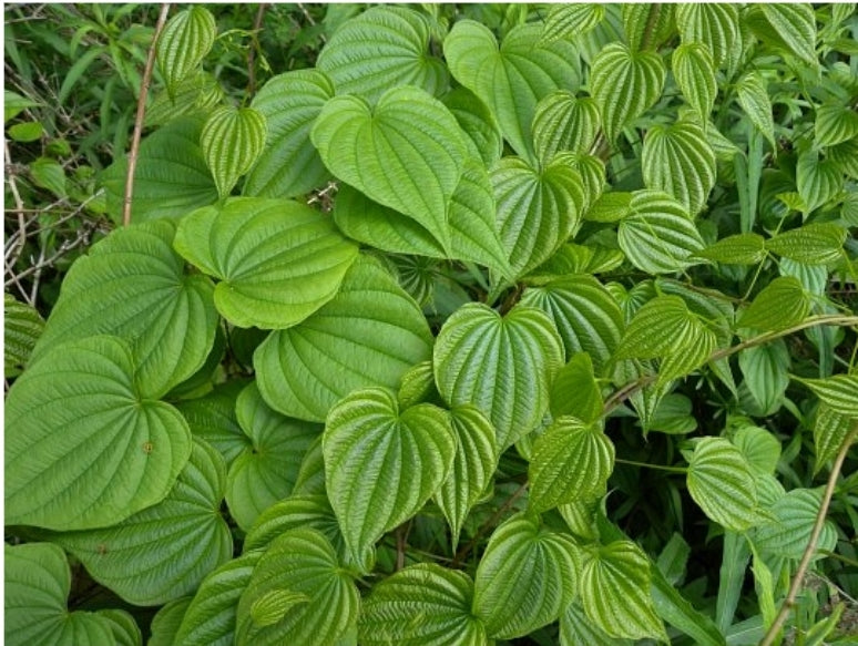 Wild Yam Liquid Extract, 30ml