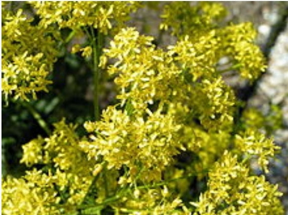 Isatis Liquid Extract, 30ml