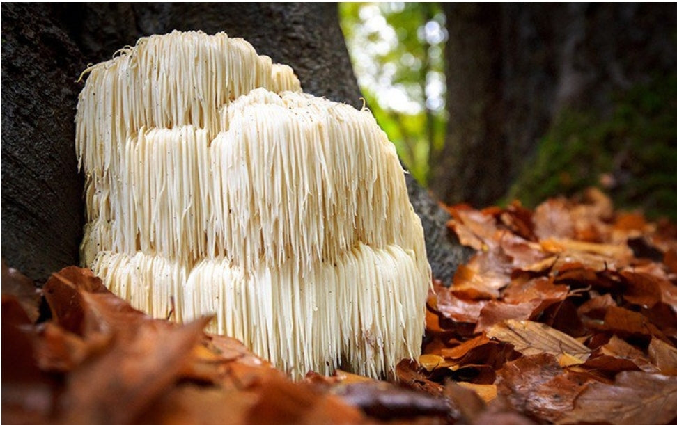 Lion's Mane Liquid Extract, 30ml